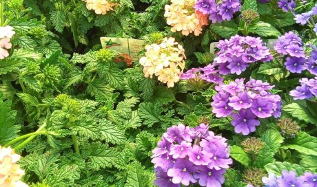 Venez découvrir notre grand arrivage de fleurs à Souday