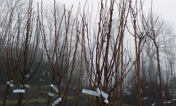 arbres et jardins de souday