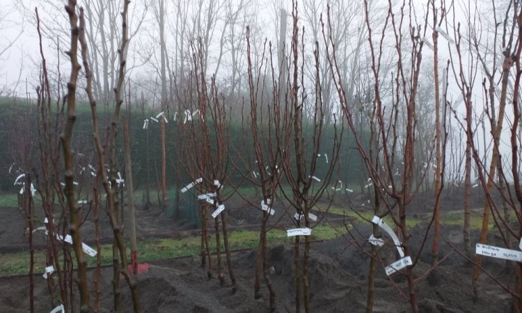 arbres et jardins de souday