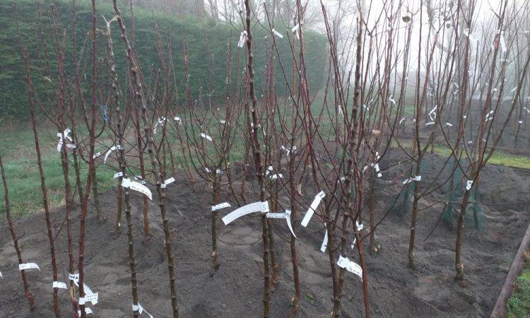 arbres et jardins de souday