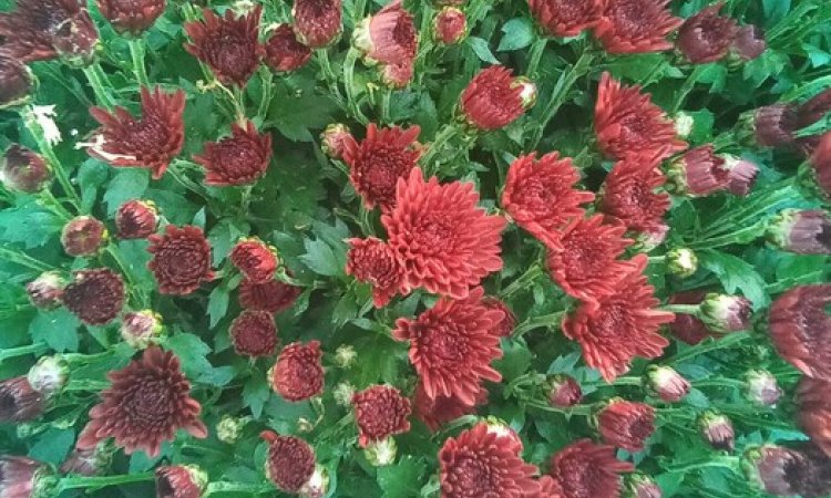 Profitez de Notre Offre Spéciale : Troisième Chrysanthème Offert chez Arbres et Jardins de Souday !