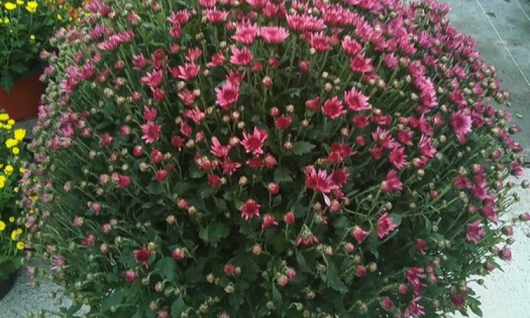 Profitez de Notre Offre Spéciale : Troisième Chrysanthème Offert chez Arbres et Jardins de Souday !